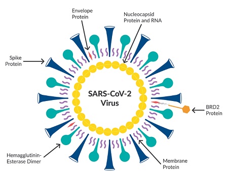 SARS-CoV-2の構造